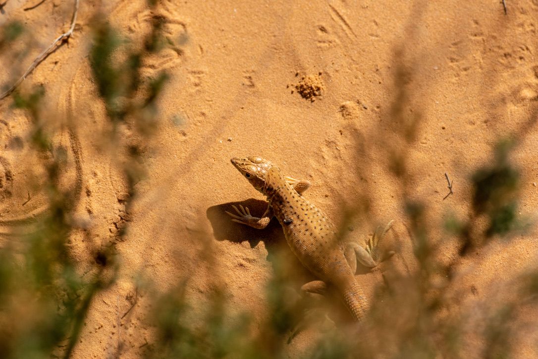 More Medenine Wildlife