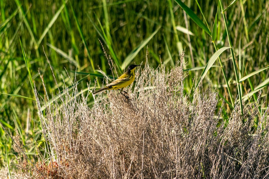 More Medenine Wildlife