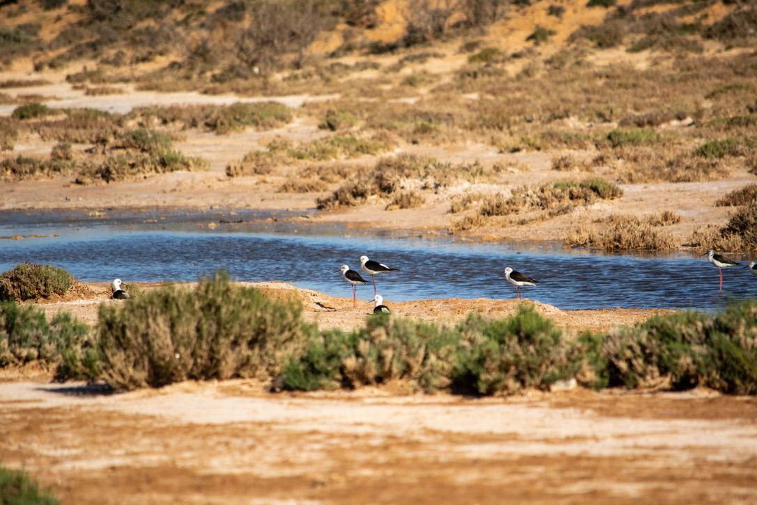 More Medenine Wildlife