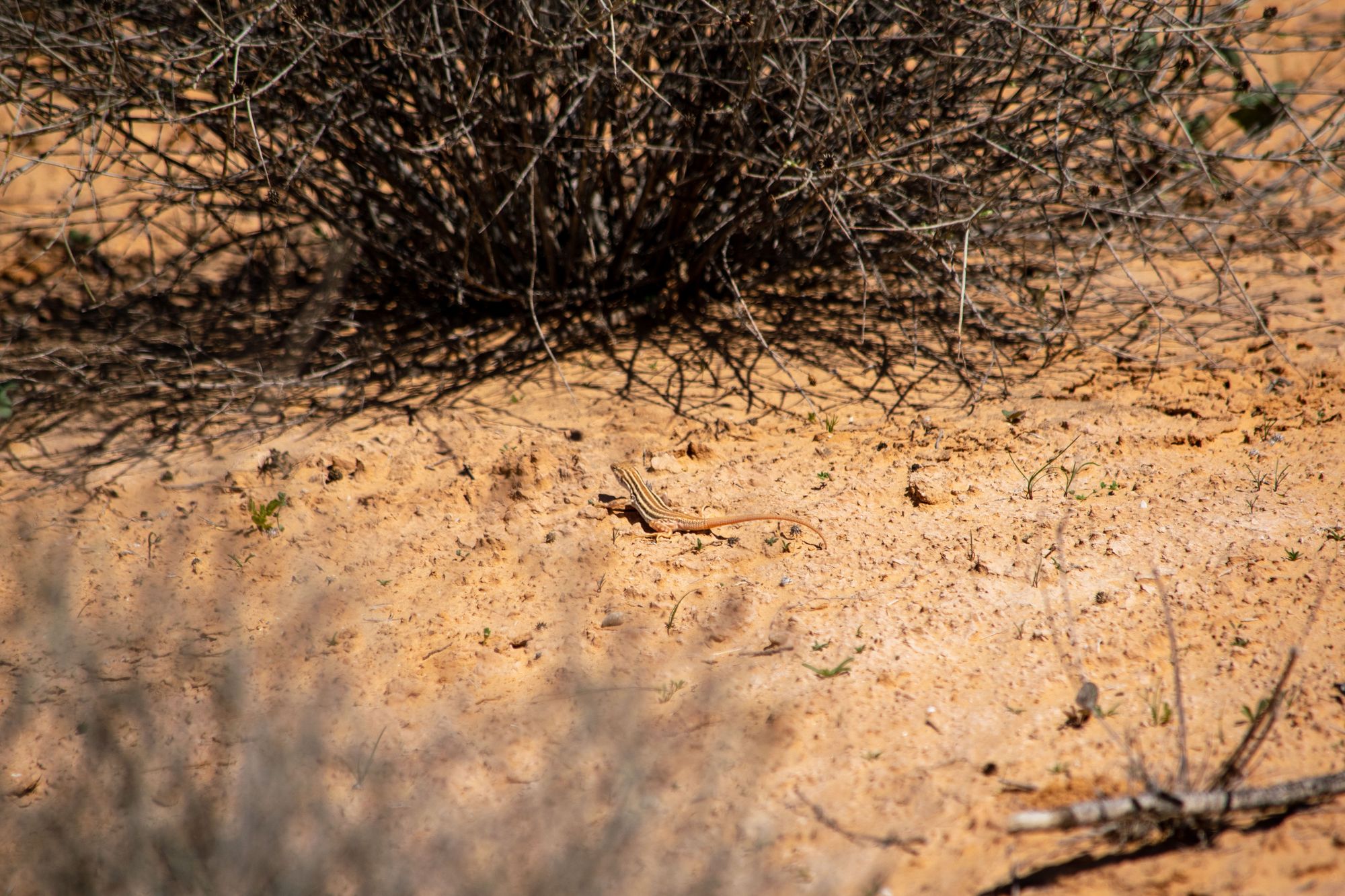 Gabes and the Ferry to Djerba